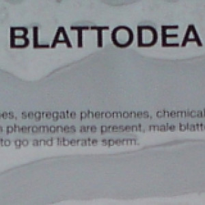 Santiago Sierra - <p>One out of 500 Cards with Blattodea Pheromone</p>