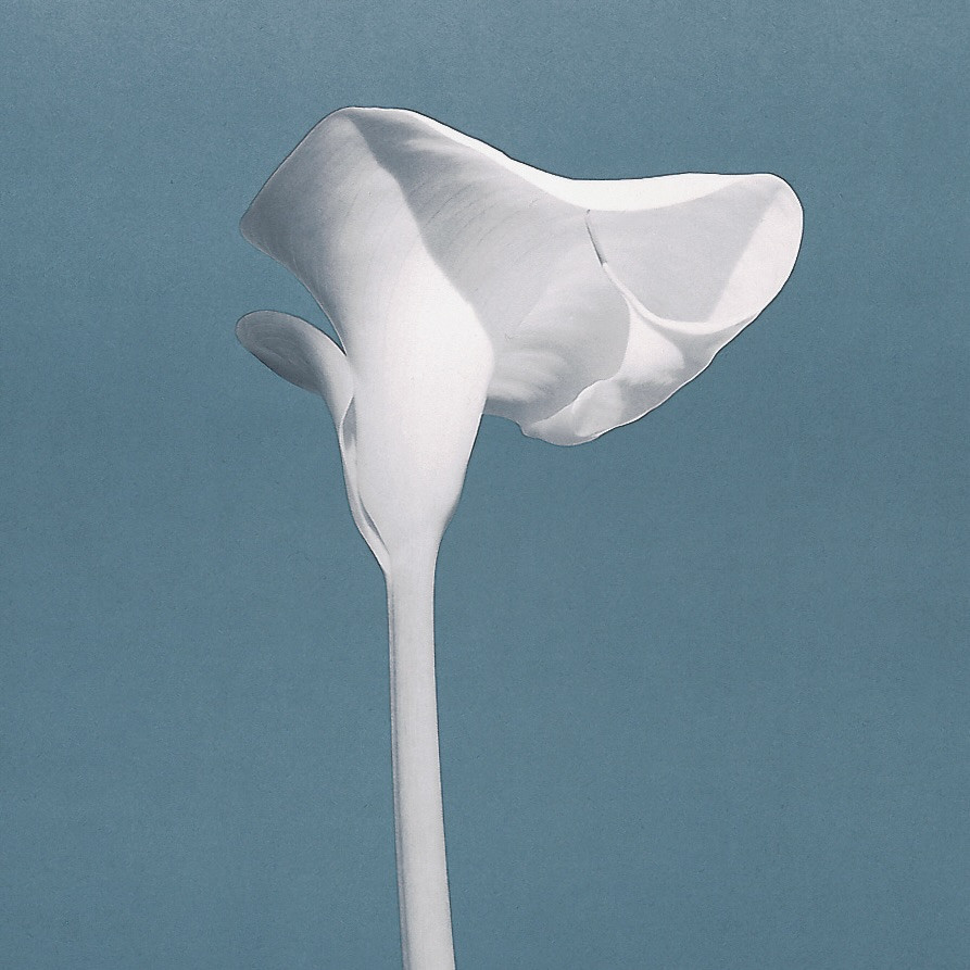 Mapplethorpe, Robert