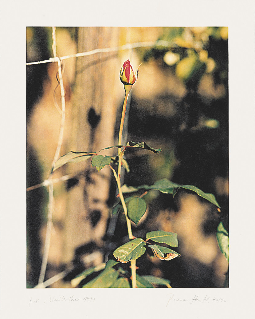 thomas-struth-rose-winterthur-1991 image