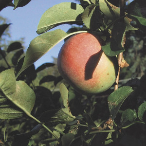 James Welling - Apples, Red Hook, NY, 2001